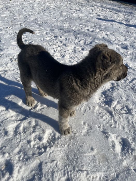 Продается щенок тобета