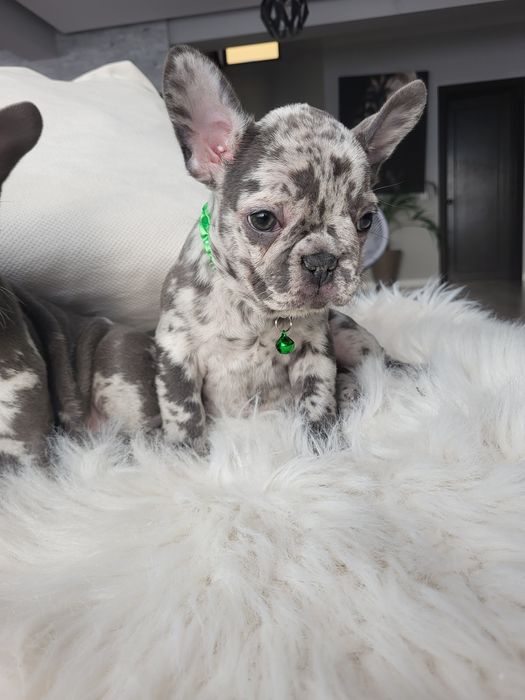 Bulldog francez blue merle
