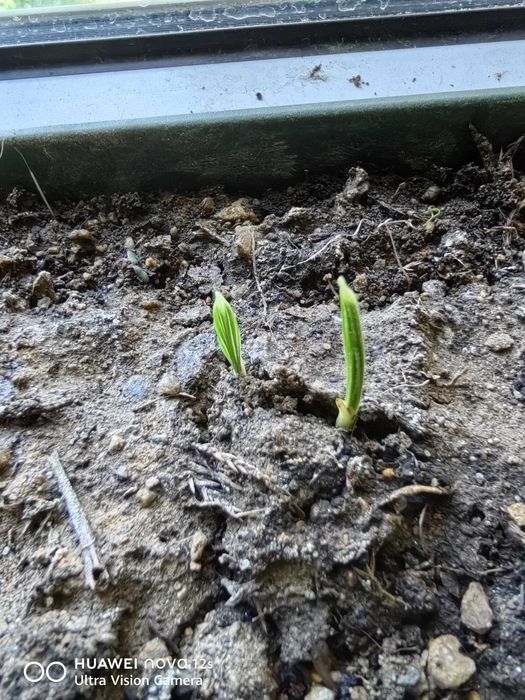 Бебе Палми-Трахикарпу