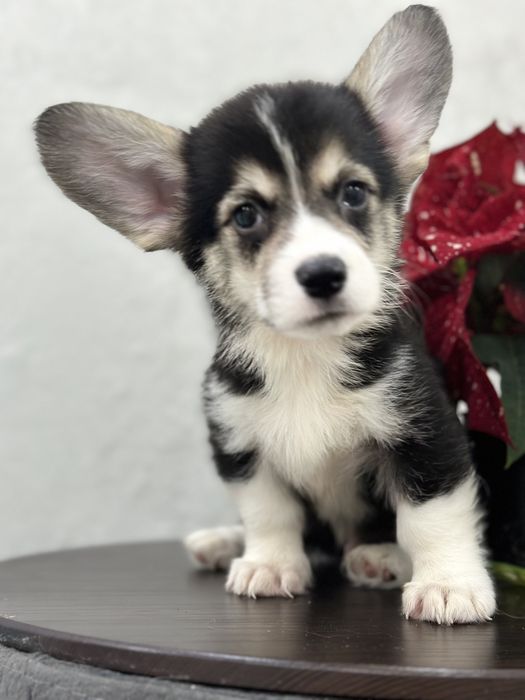 Малыши вельш корги