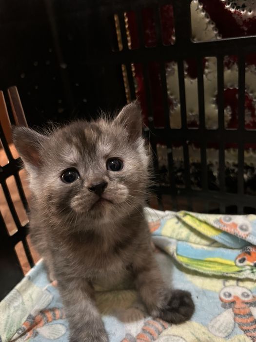 Отдам котят в добрые руки !