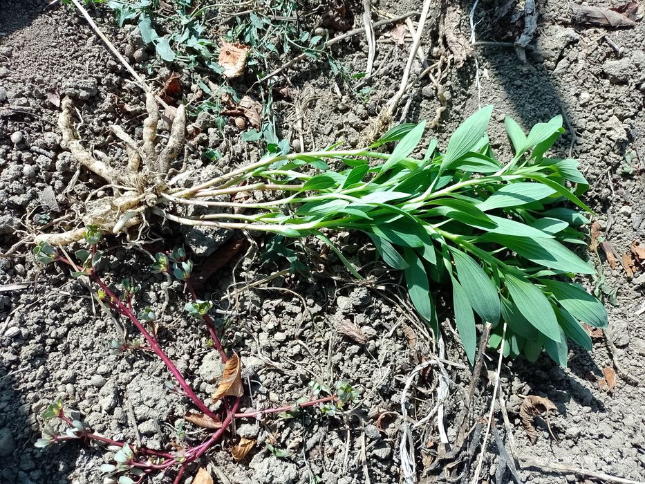 Алстромерия (розова, жълта и червена), момина сълза