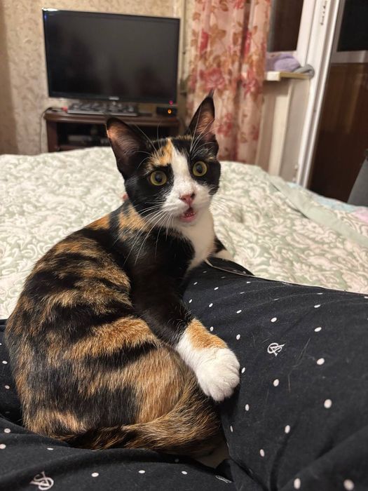 Кошечка ищет дом