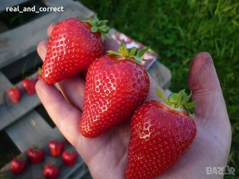 ВЕЛИКОЛЕПЕН БИО Разсад целогодишни Ягоди и Малини