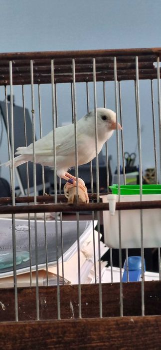 Канарейка самка готовая к паровке, не работала еще