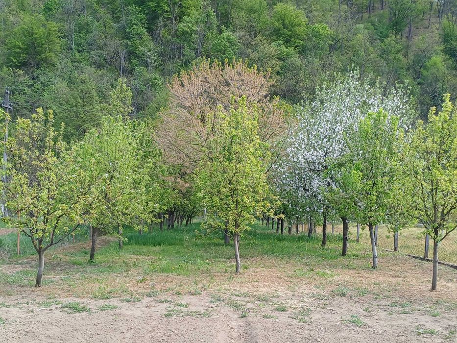Loc de casă cu grădină, loc. Toc, jud. Arad