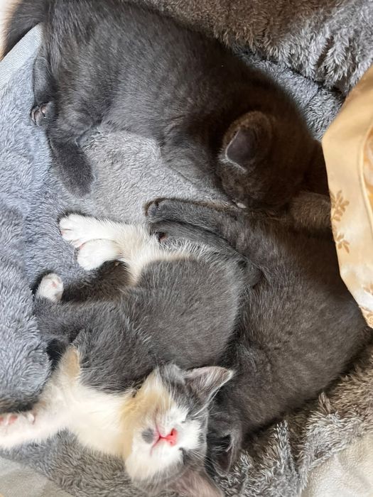 Котят в добрые ручки