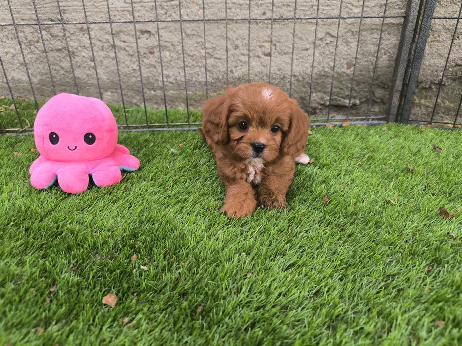 Vand fetita Cavapoo f1 mini