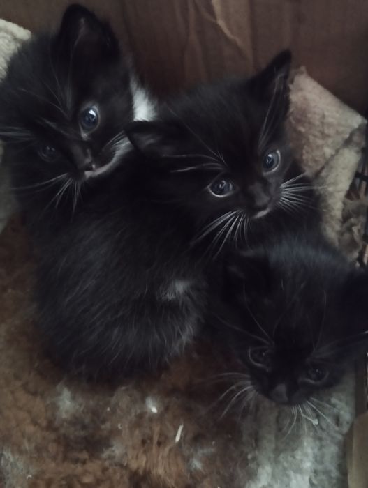 Котята в добрые руки!