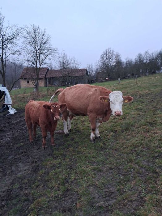 Vaca cu vitica  inscrisa in COP