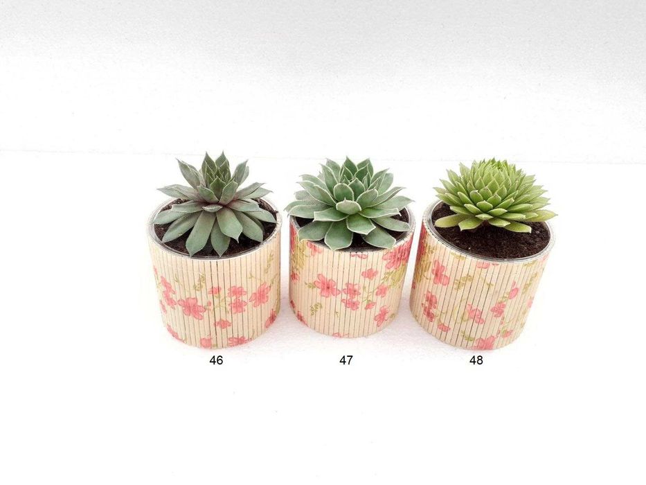 Сукуленти подаръци