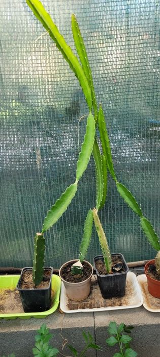 Драконий фрукт / питахайя