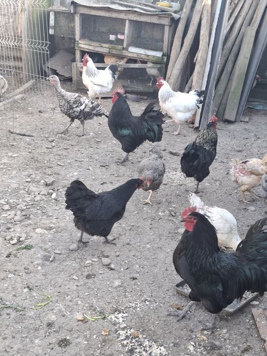 Cocosi susex si australorp