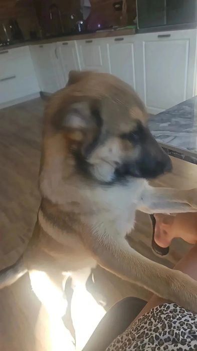 Потерялась собака девочка