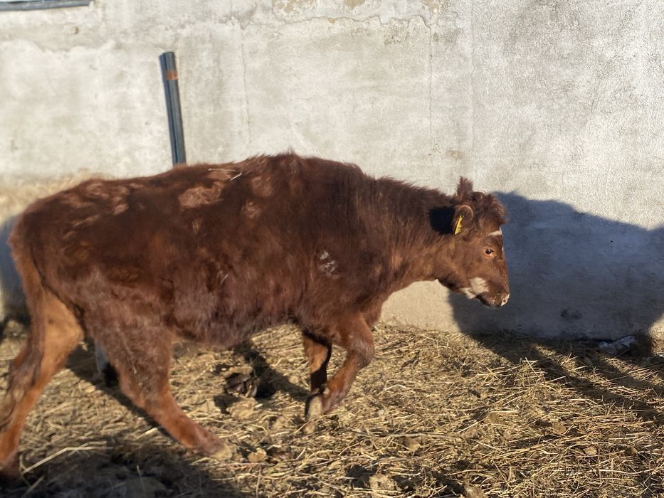 Құнажындар сатылады