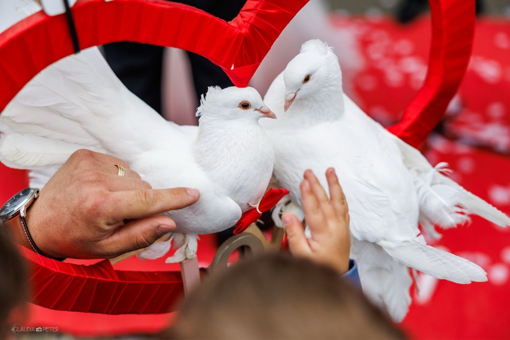 Porumbei indieni albi si negru + poste albe