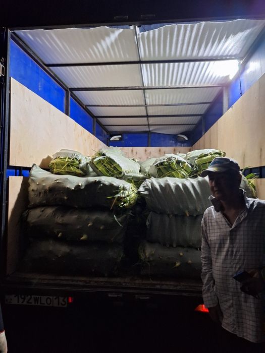 Жугеры кукыруз полядан