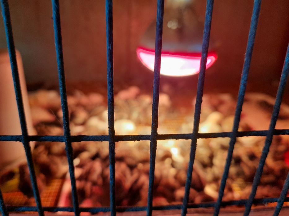 Vind en gros prepelite ldesfintez crescatoria