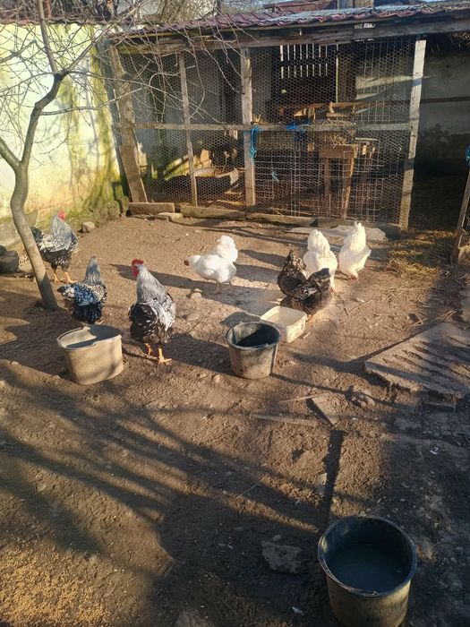 Oua de găini wyandotte