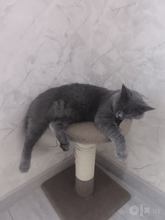Вяскага скотиш страйт