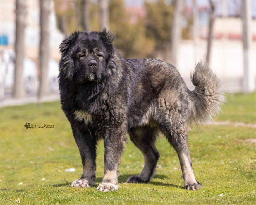 Щенки кавказской овчарки