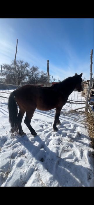 Айғыр сатылады 7 жасар