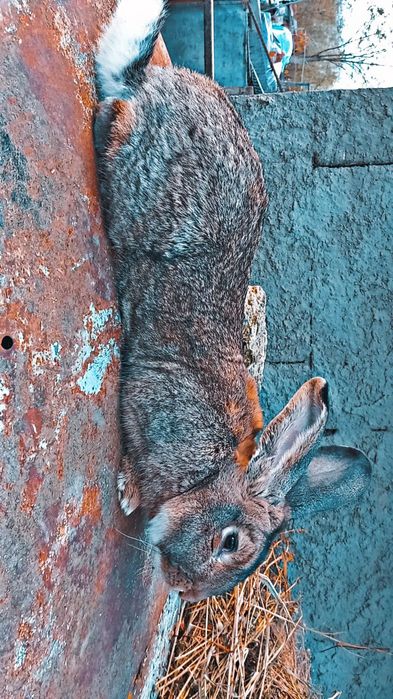 Vând iepuri de casă