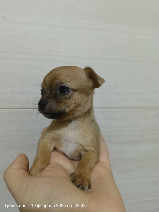 Продам щенков мини тойтерьера