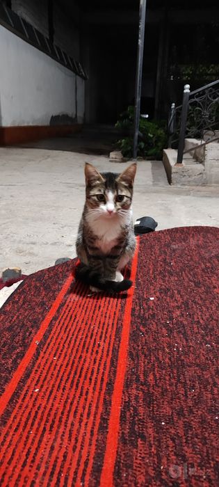 Котятя в добрые руки!