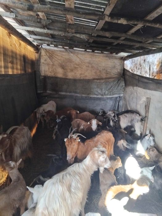 Vând capre bune de lapte cu iezi după ele