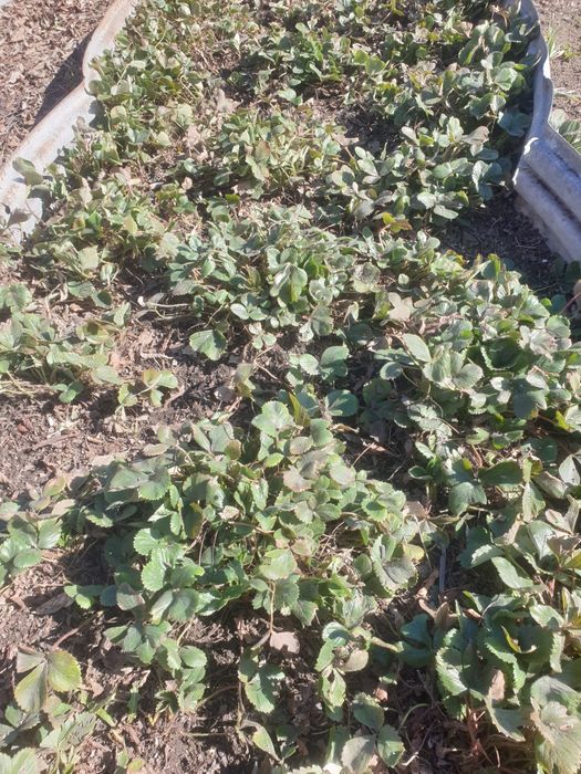 Меняю рассаду клубники