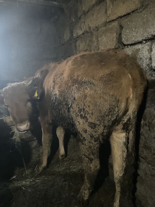 Продам годовалых телочек