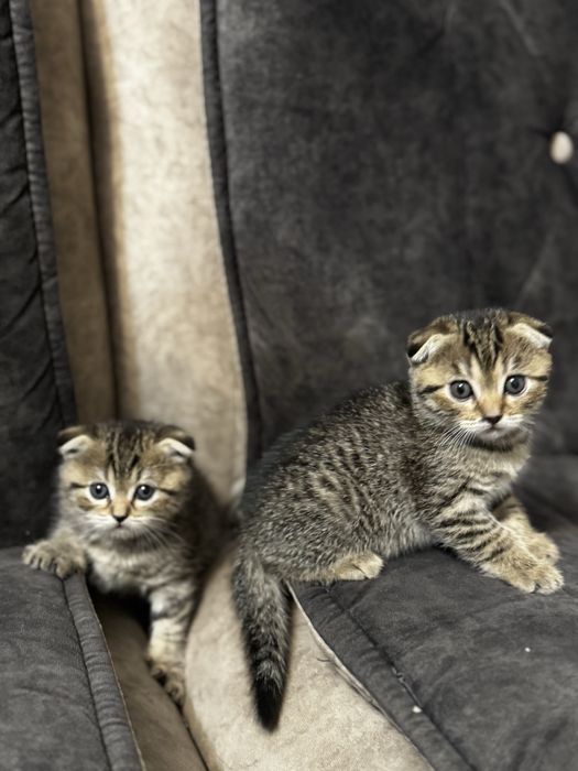 Шотландские вислоухие котята . Shotland zotli mushukchalar.