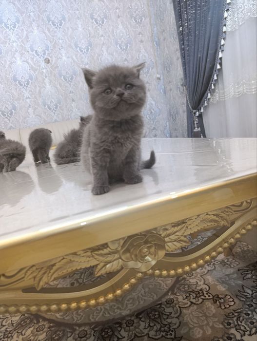 Mushukchalar sotiladi