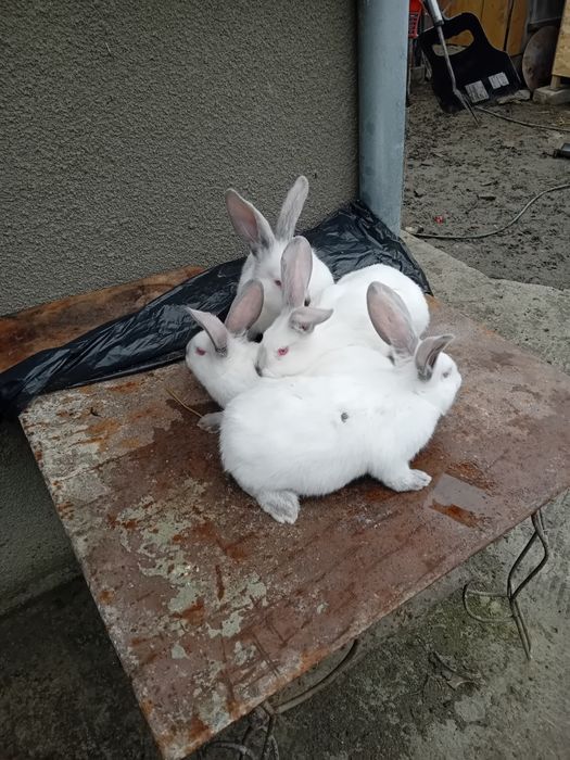 Vand puiet panonia cu UT