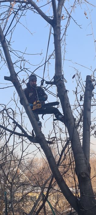 Спил деревьев обрезка плодовых деревьев