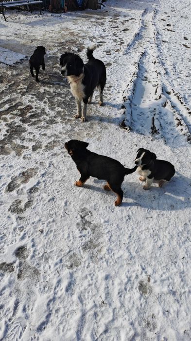 Donez 4 căței jucăuși