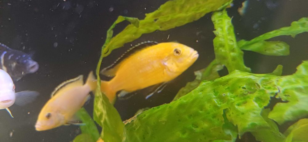 Продам самца псевдотрофеус елло