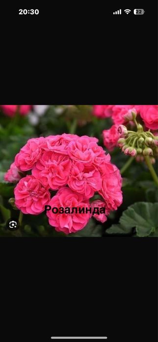 Пеларгония и глоксиния