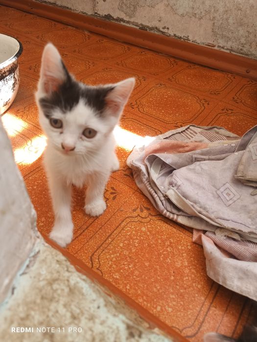 Отдам котят в добрые руки