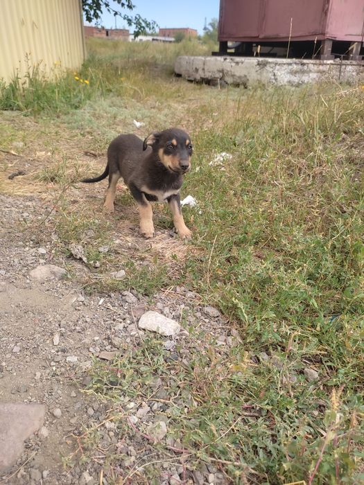 Щенки звоночки в добрые руки