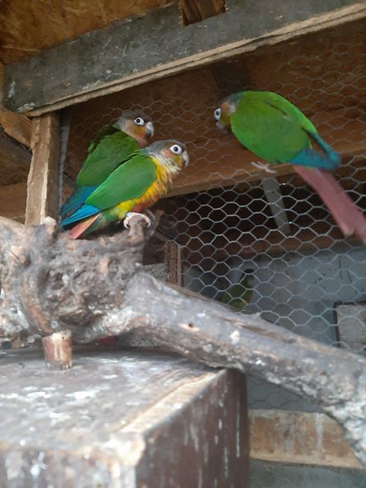 Продавам папагали