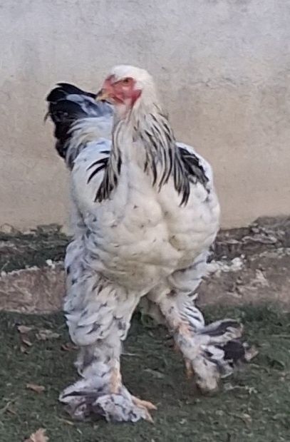Vând sau schimb Hd