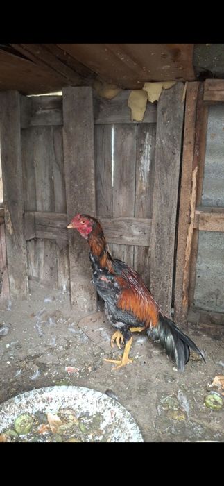 Әтеш сатылады байтцовиски срочны