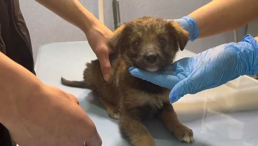 Щенкам нужен дом! Срочно!