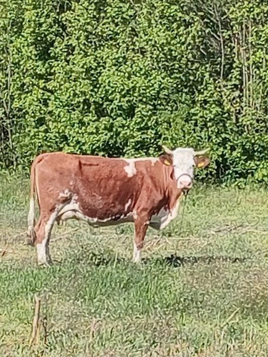 De vanzare o vaca de 7 ani gestanta