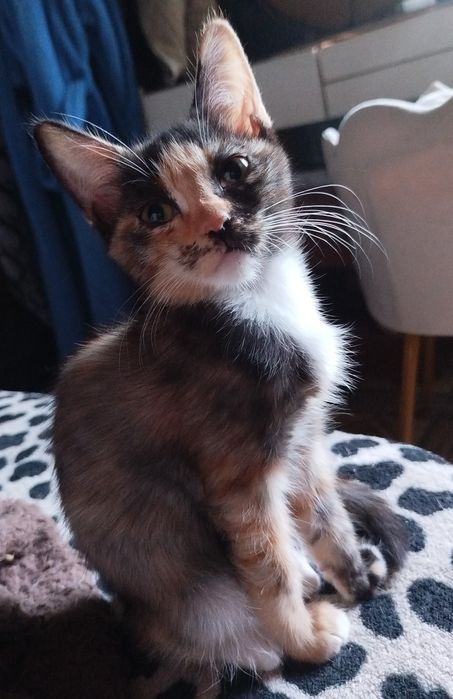 Котята! Бесплатно с доставкой