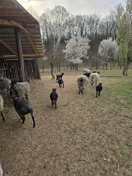 Vând berbecuț Romanov