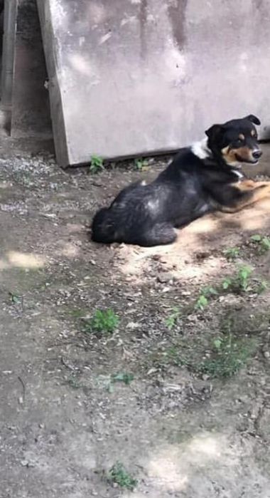 Отдам собаку в хорошие руки