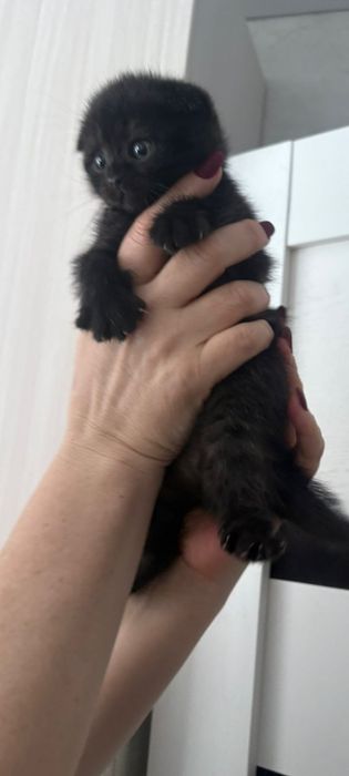 Продается девочка шотландка фолд окрас черныц табби